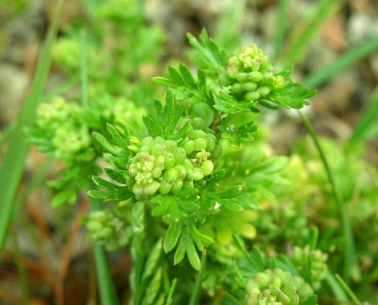 Lepidium didymum (=Coronopus didymus) / Lappolina americana